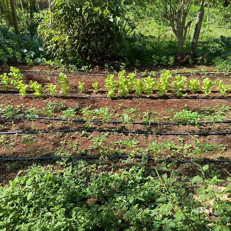 Encantadora Villa Maya Tradicional En Rancho Agroecologico Tzucaceb المظهر الخارجي الصورة