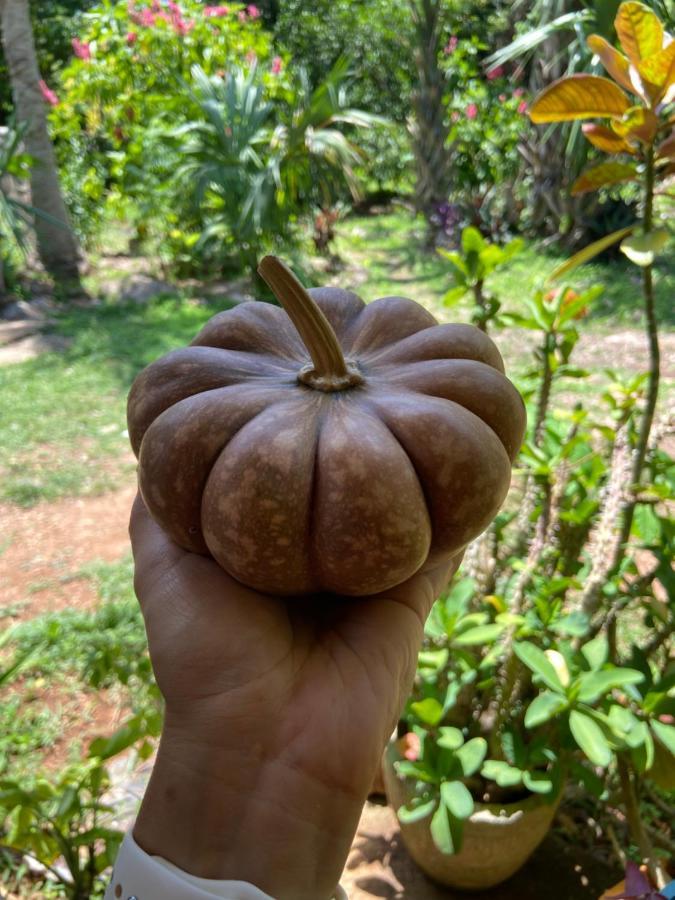 Encantadora Villa Maya Tradicional En Rancho Agroecologico Tzucaceb المظهر الخارجي الصورة